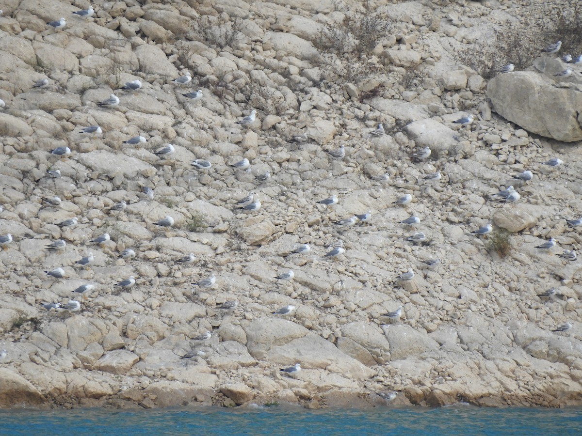 Gaviota Patiamarilla - ML620266479