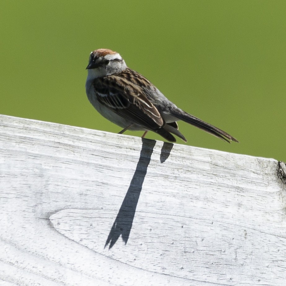 Chipping Sparrow - ML620266480