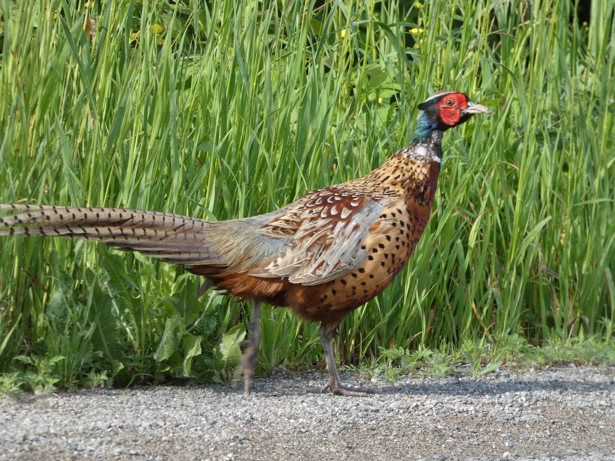 Ring-necked Pheasant - ML620266481