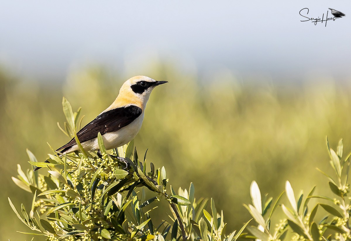 Western Black-eared Wheatear - ML620266483