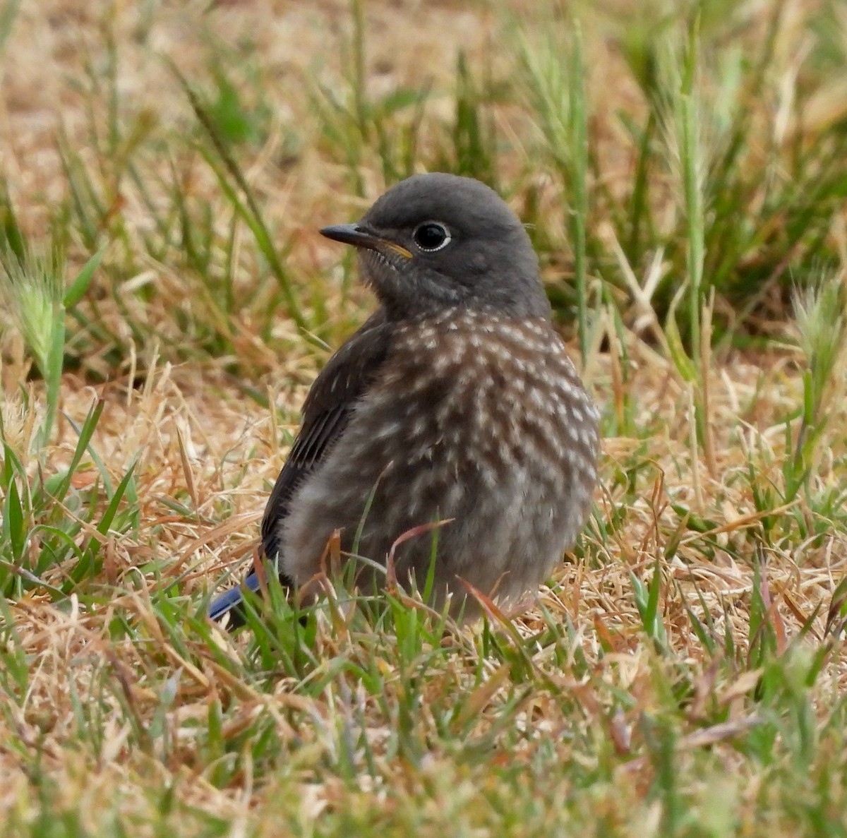 Western Bluebird - ML620266485