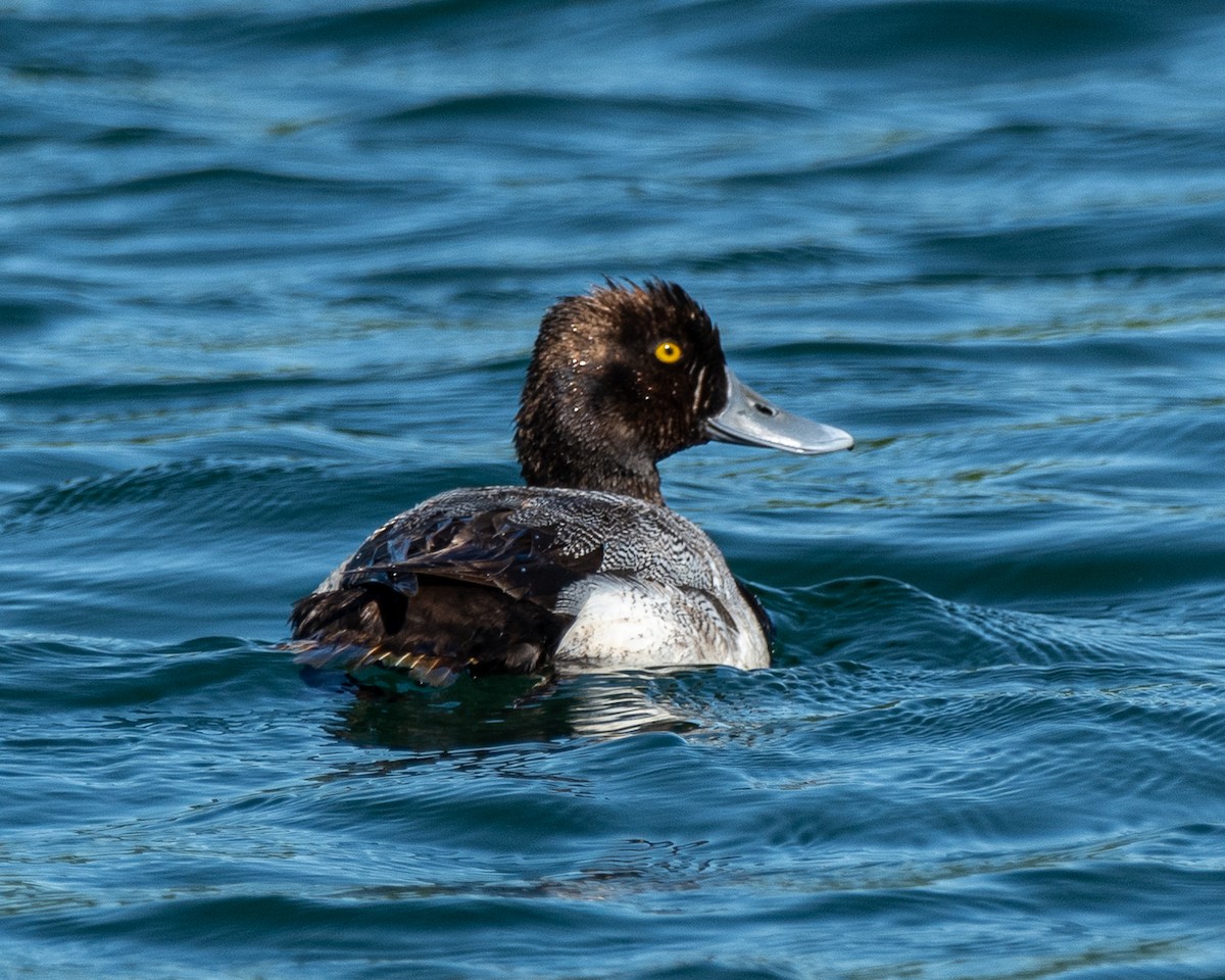 Lesser Scaup - ML620266496