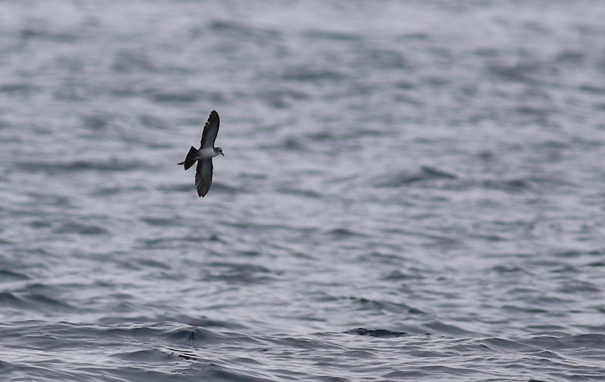 White-faced Storm-Petrel - ML620266497