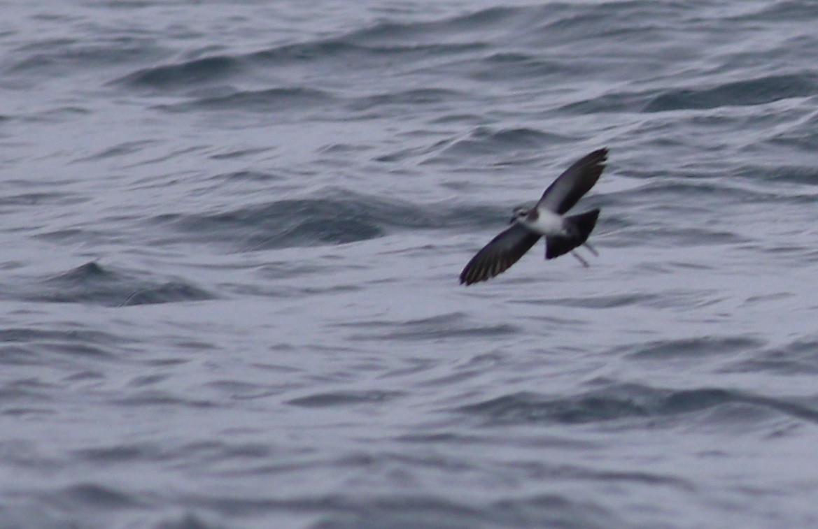 White-faced Storm-Petrel - ML620266498