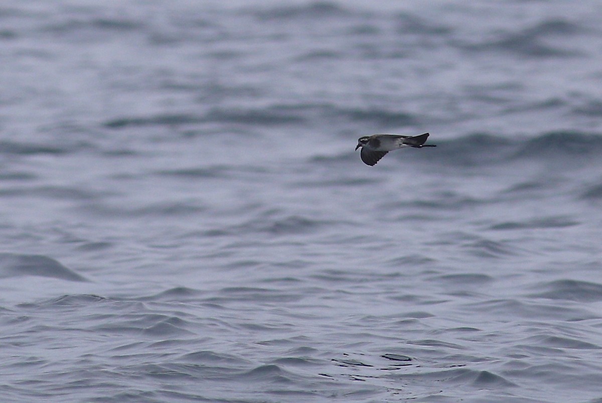 White-faced Storm-Petrel - ML620266499