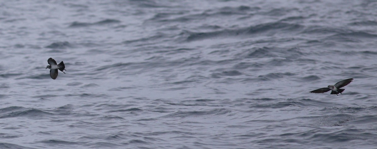 White-faced Storm-Petrel - ML620266500