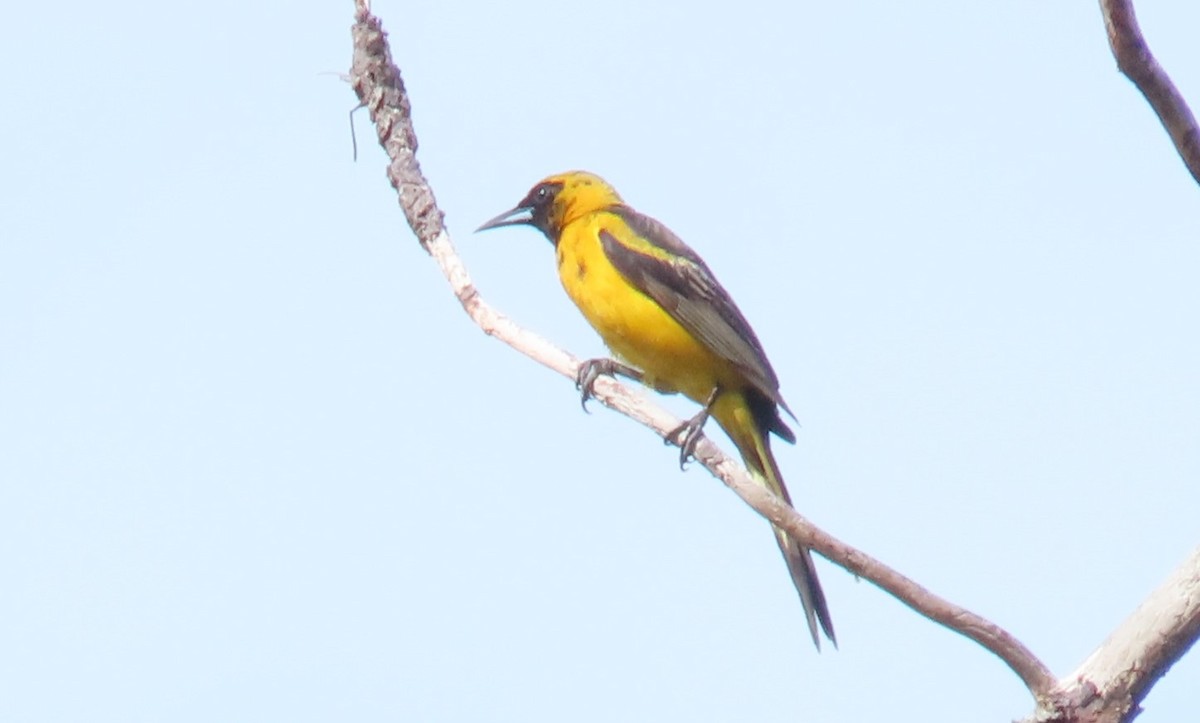 Black-vented Oriole - Oliver  Komar