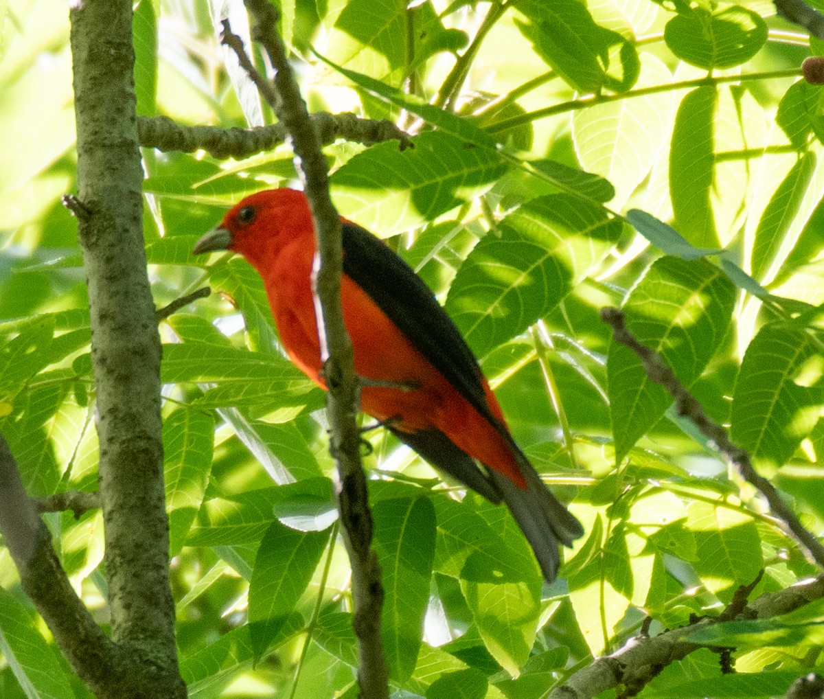 Scarlet Tanager - ML620266505