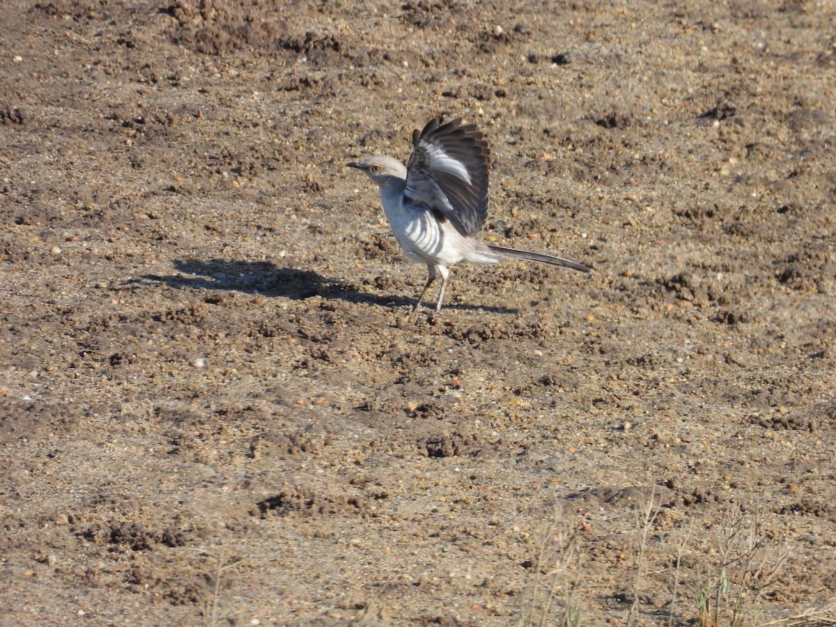 Northern Mockingbird - ML620266517