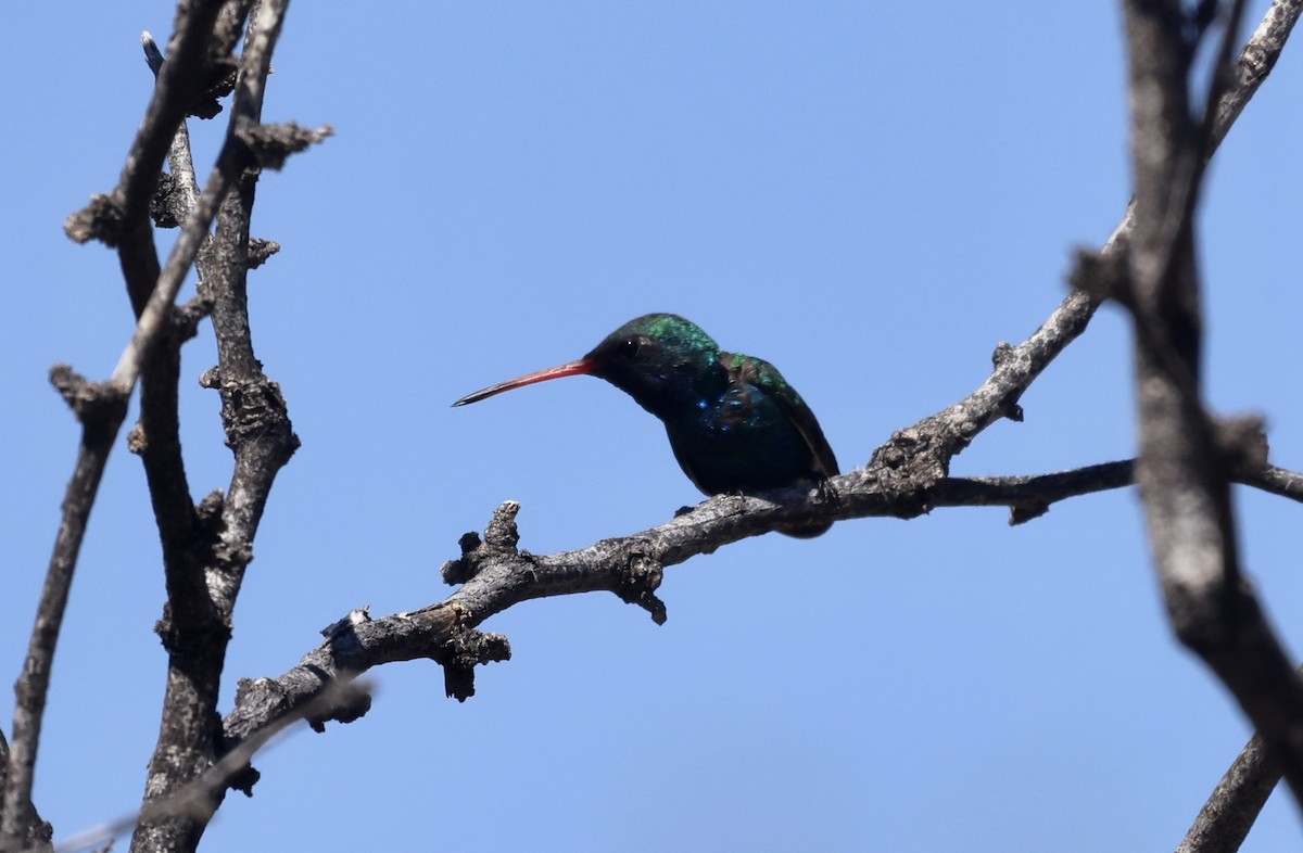 Colibrí Piquiancho Común - ML620266523