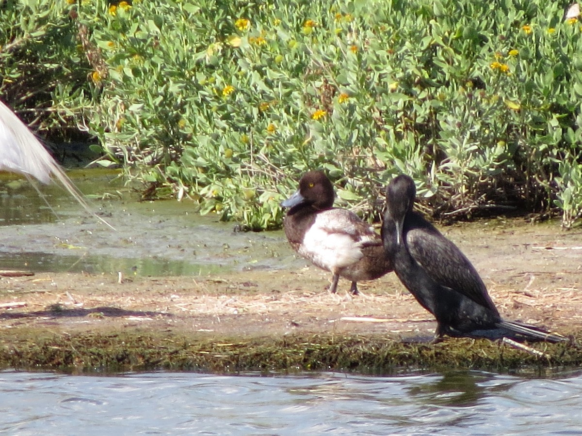 Lesser Scaup - ML620266533