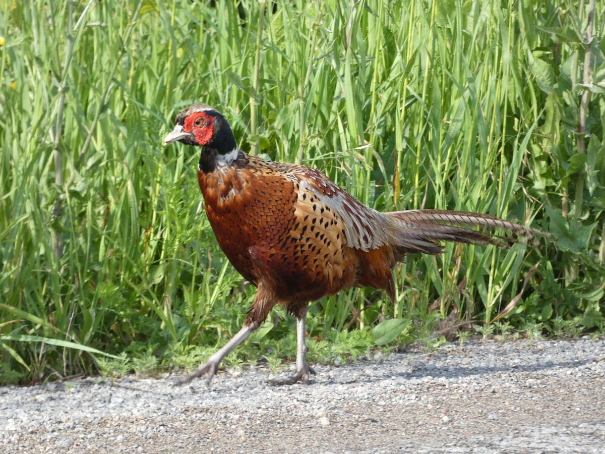 Ring-necked Pheasant - ML620266534