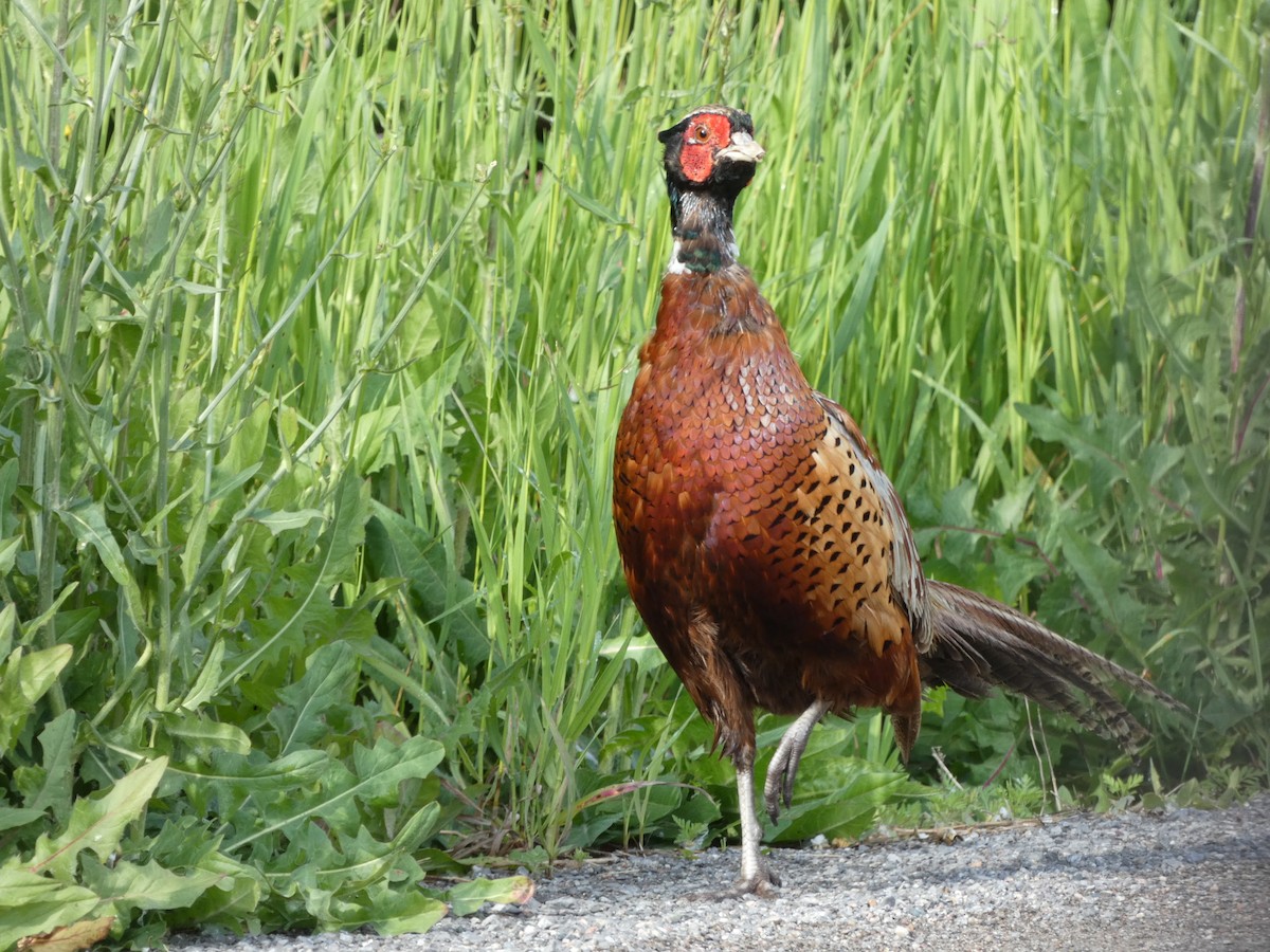 Ring-necked Pheasant - ML620266535