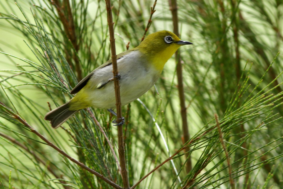 Warbling White-eye - ML620266537