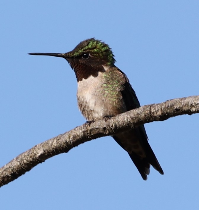 Ruby-throated Hummingbird - ML620266539