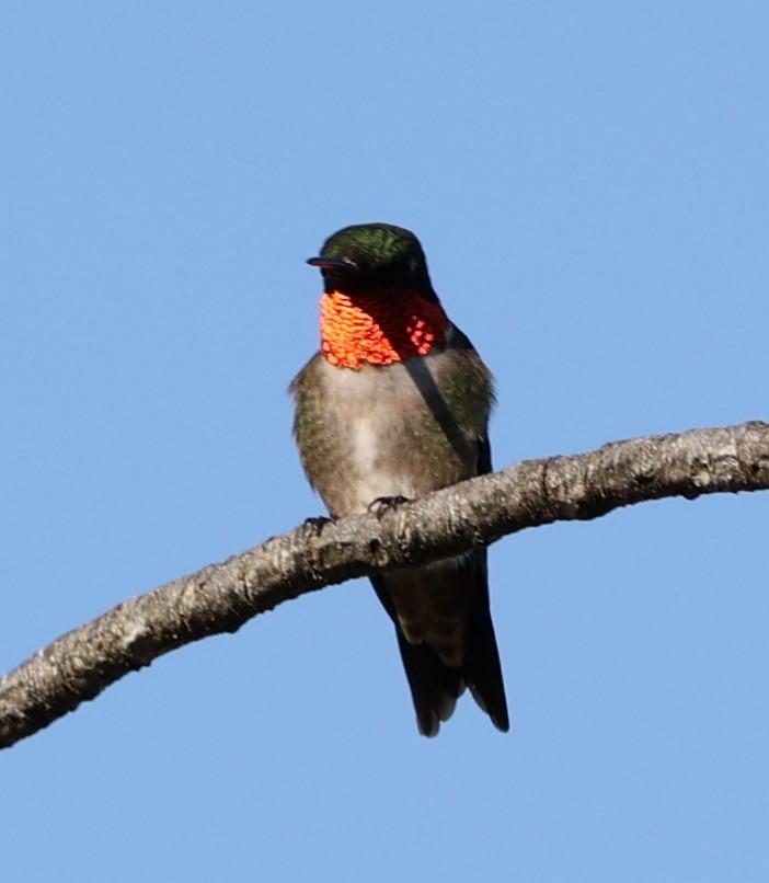 Ruby-throated Hummingbird - ML620266540