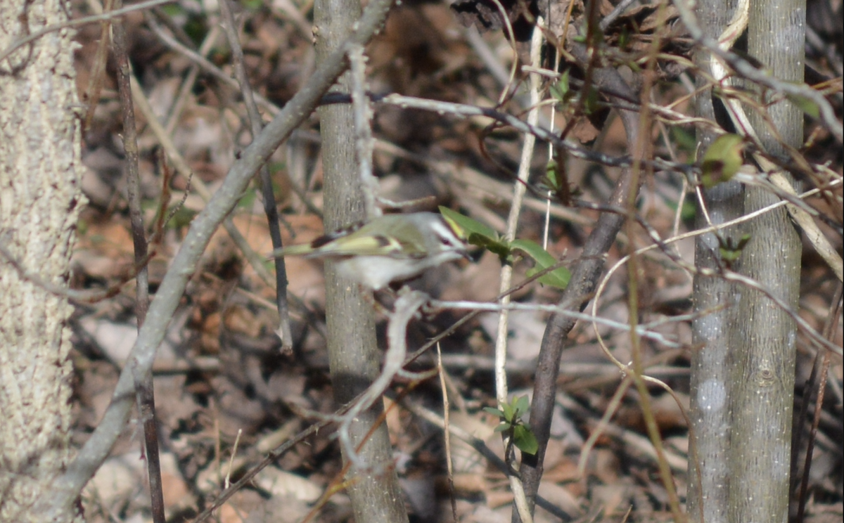 Golden-crowned Kinglet - ML620266546