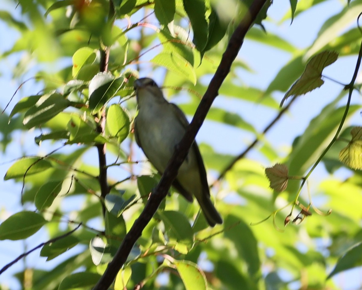 Black-whiskered Vireo - ML620266549