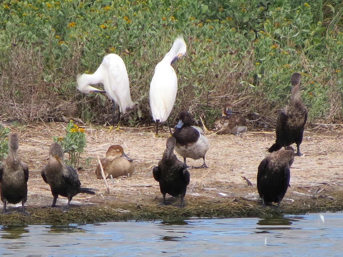 Lesser Scaup - ML620266550