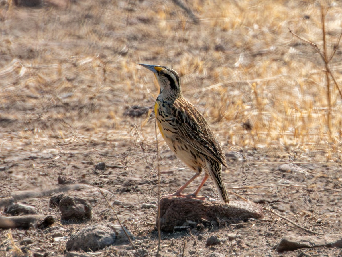 Chihuahuan Meadowlark - ML620266551