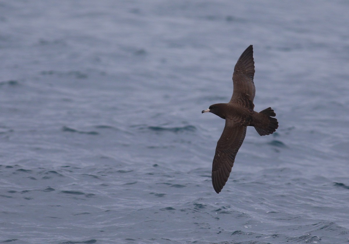 Flesh-footed Shearwater - ML620266557