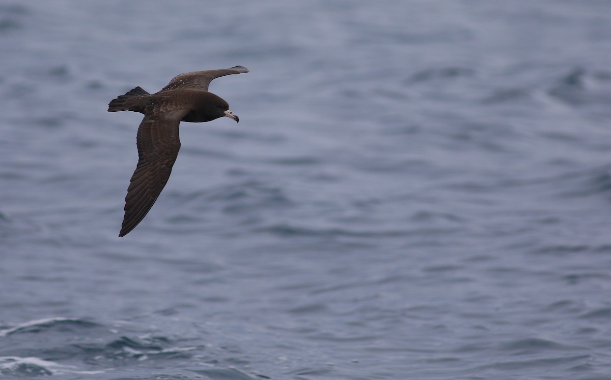 Flesh-footed Shearwater - ML620266558