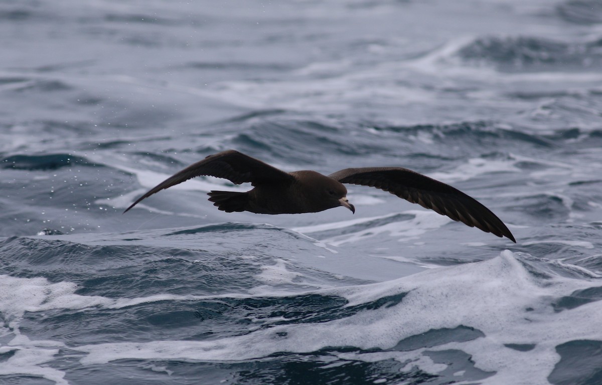 Flesh-footed Shearwater - ML620266559