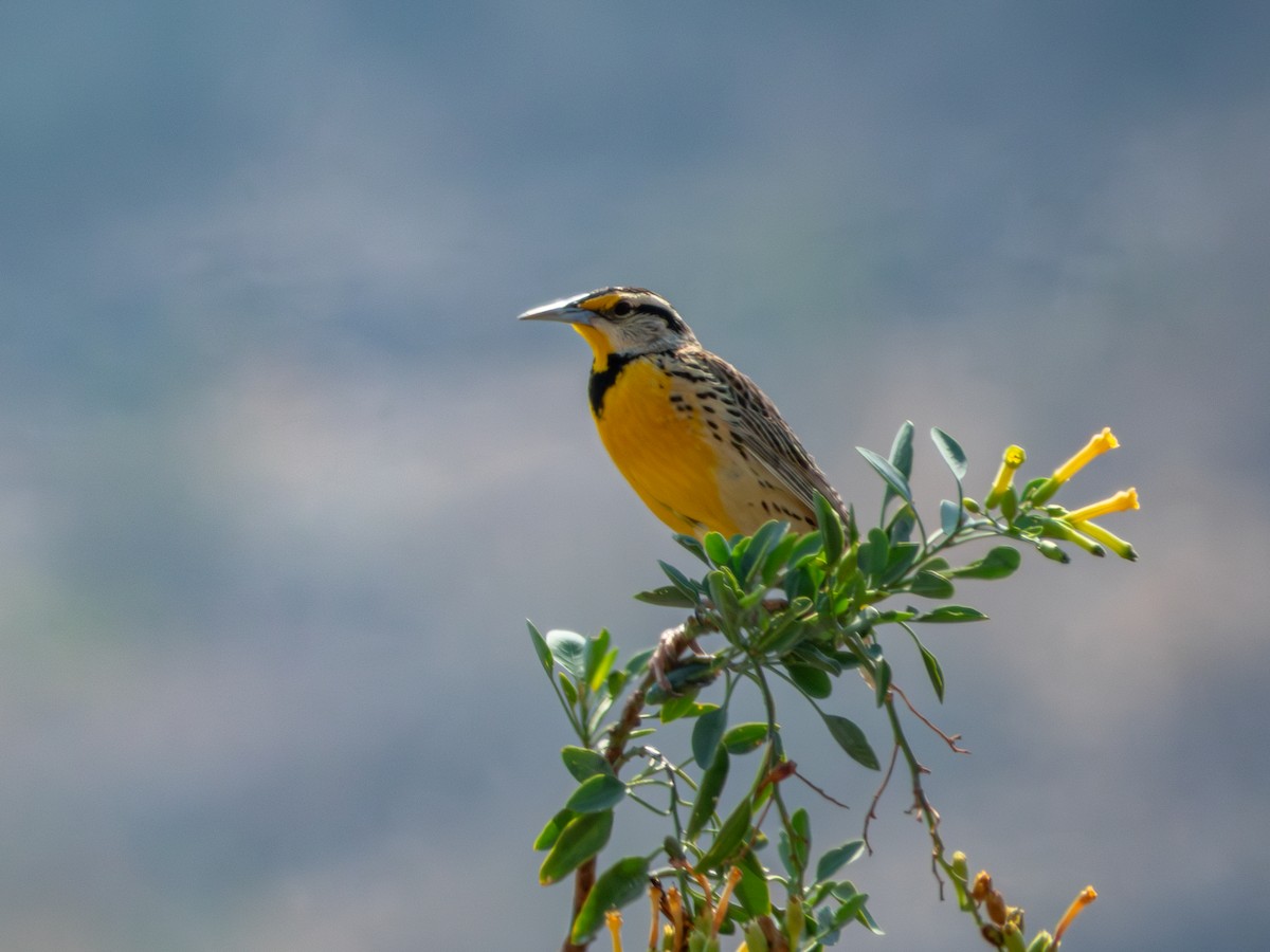 Chihuahuan Meadowlark - ML620266562