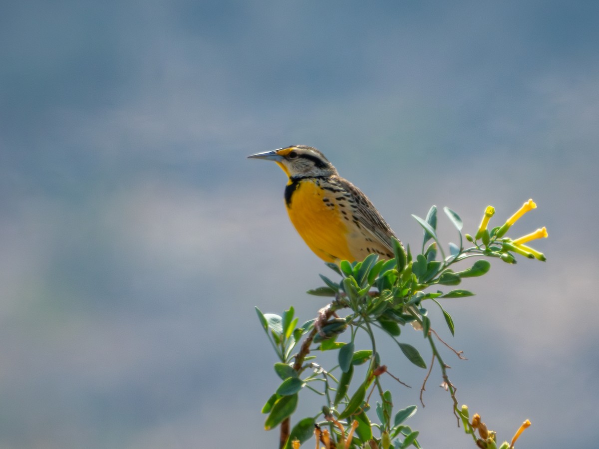 Chihuahuan Meadowlark - ML620266563