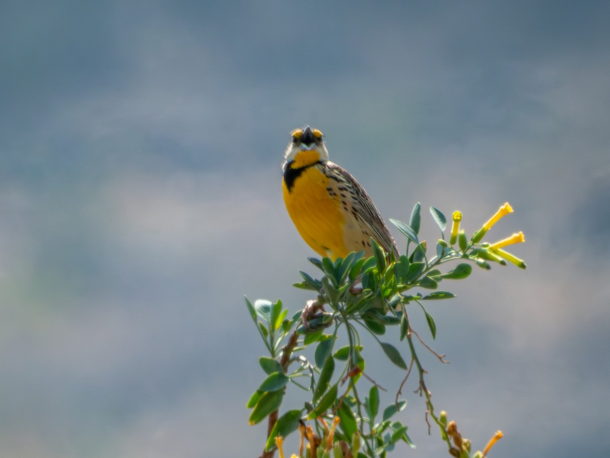 Chihuahuan Meadowlark - ML620266566