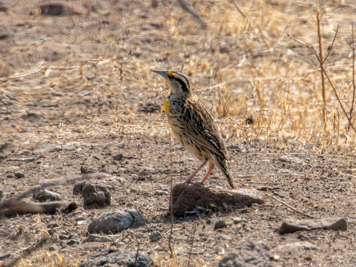 Chihuahuan Meadowlark - ML620266569