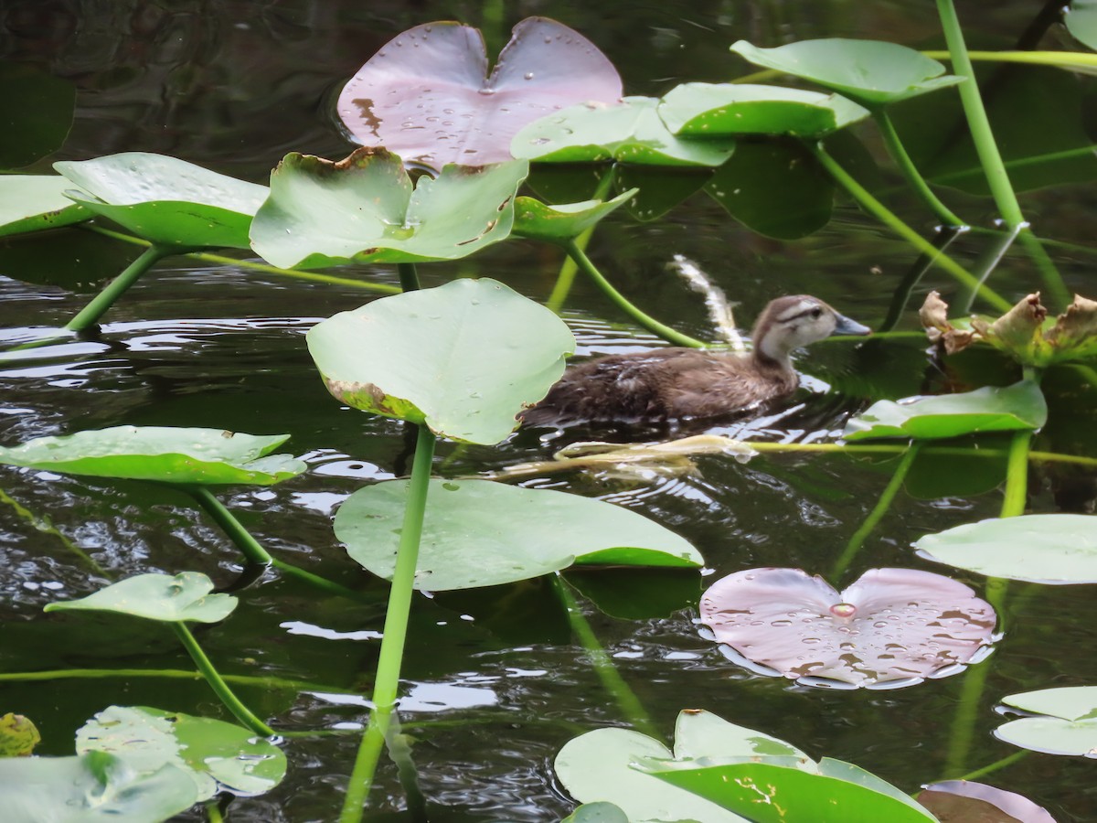 Wood Duck - ML620266570