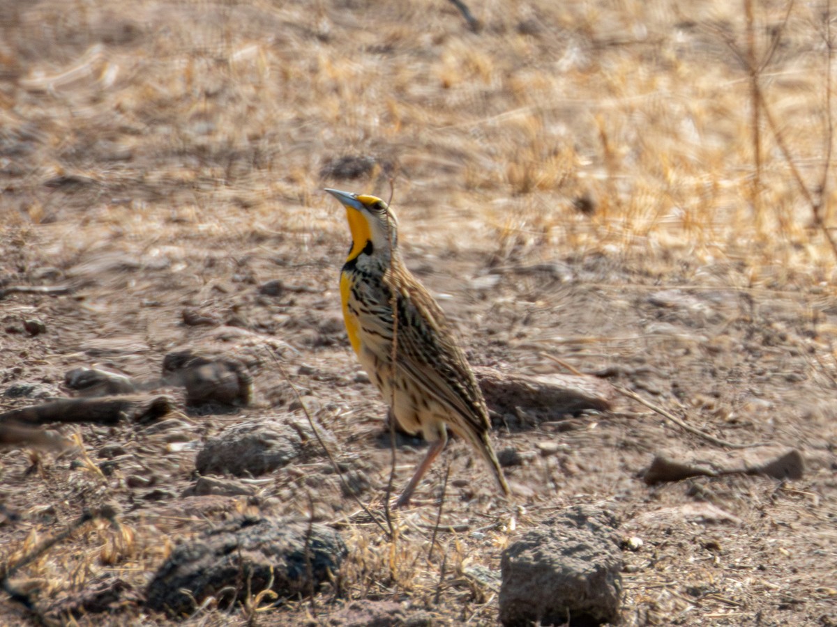 Chihuahuan Meadowlark - ML620266572