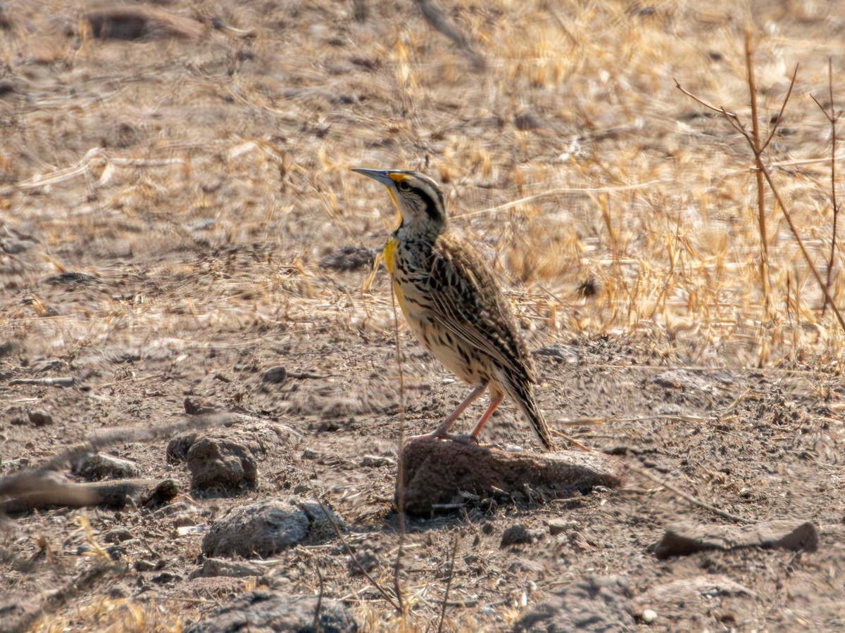 Chihuahuan Meadowlark - ML620266574