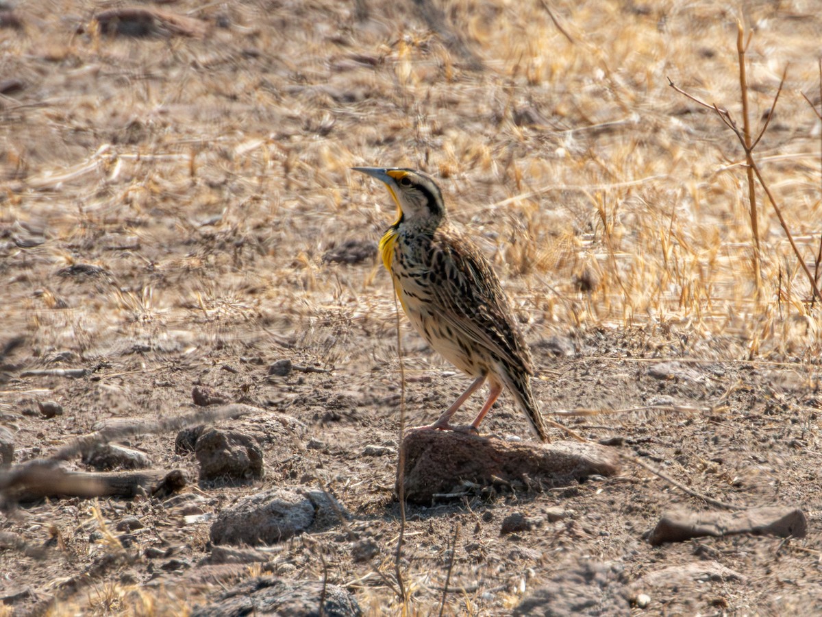 Chihuahuan Meadowlark - ML620266578