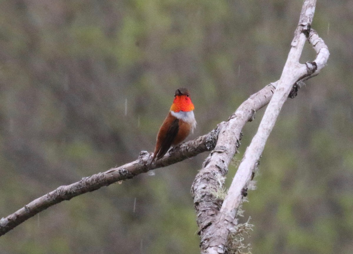 Rufous Hummingbird - ML620266581