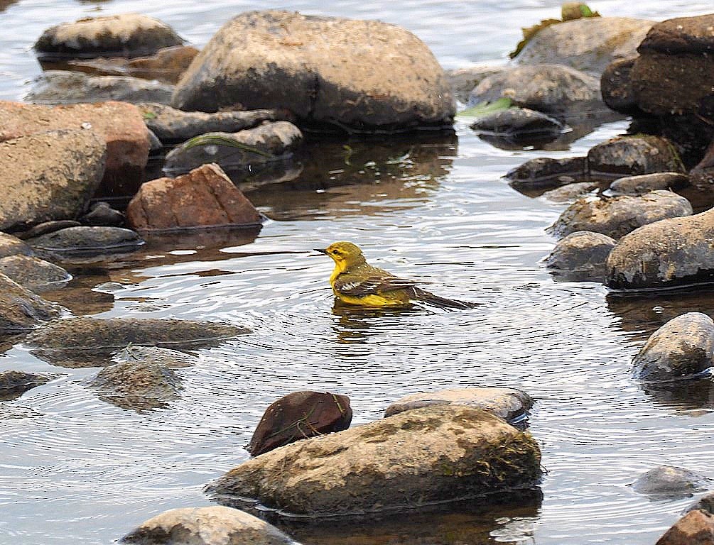 Western Yellow Wagtail - Chris Baines