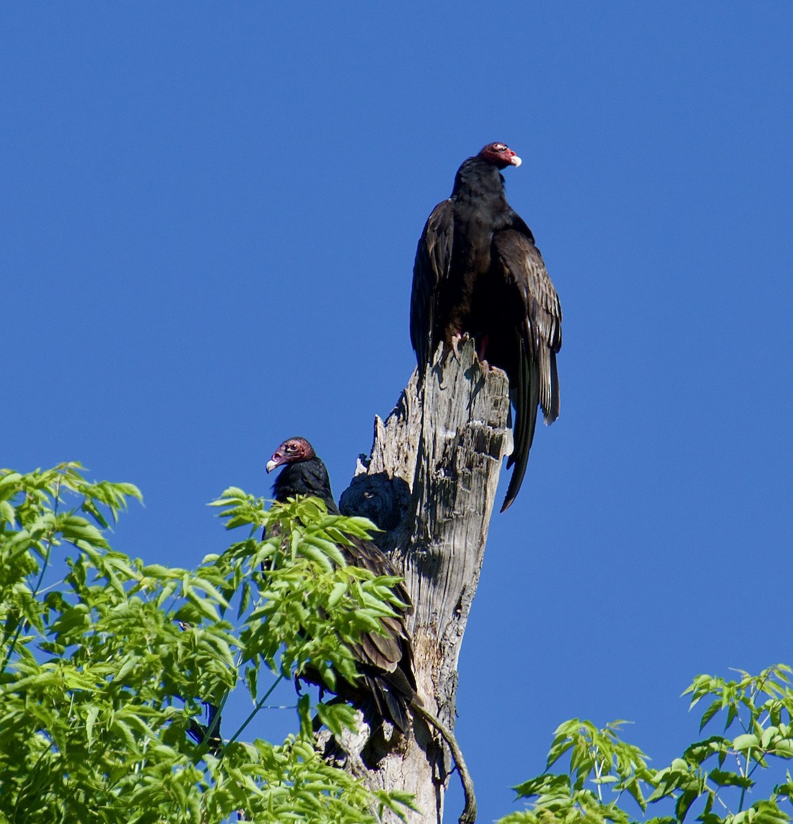 Urubu à tête rouge - ML620266587