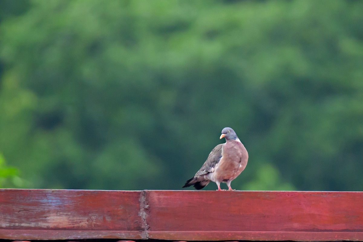 Common Wood-Pigeon - ML620266589