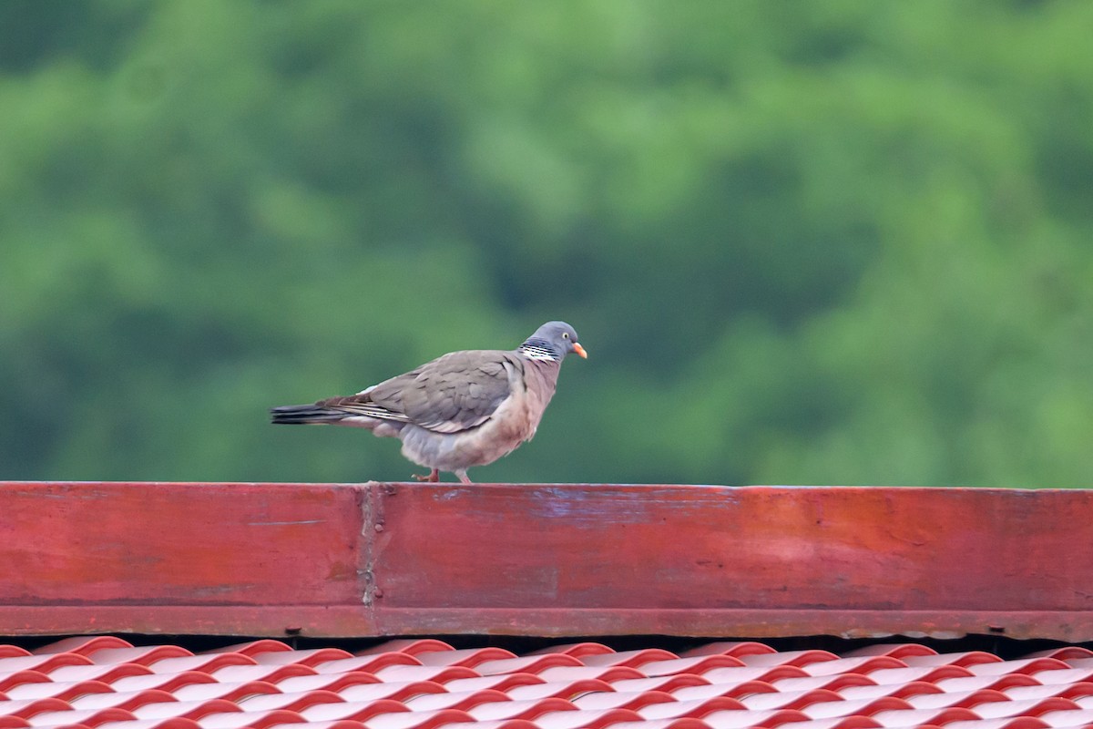 Common Wood-Pigeon - ML620266590