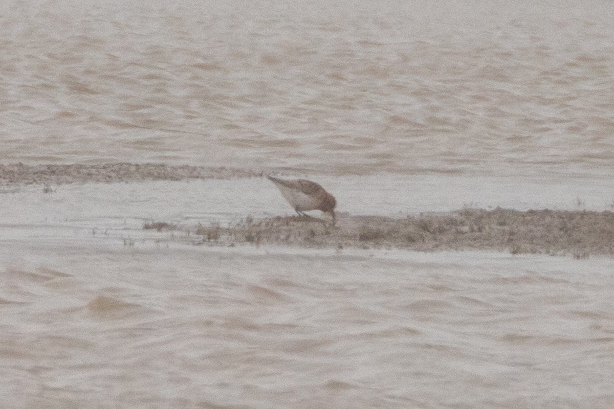 Red-necked Stint - ML620266592