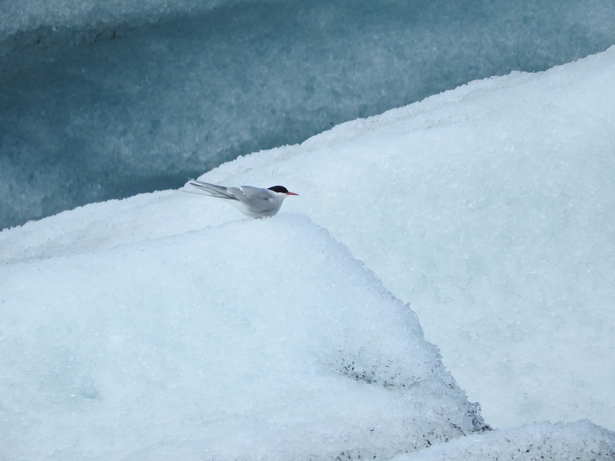 Arctic Tern - ML620266593
