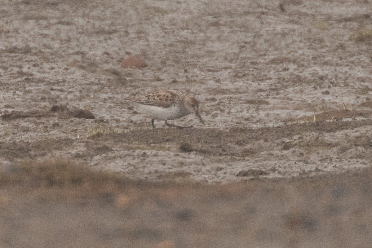 Western Sandpiper - ML620266599