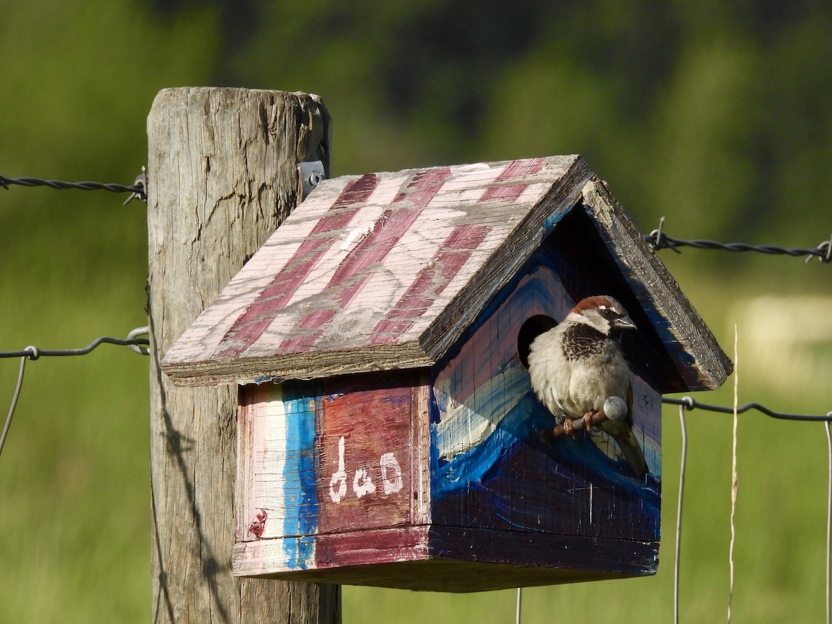 House Sparrow - ML620266607