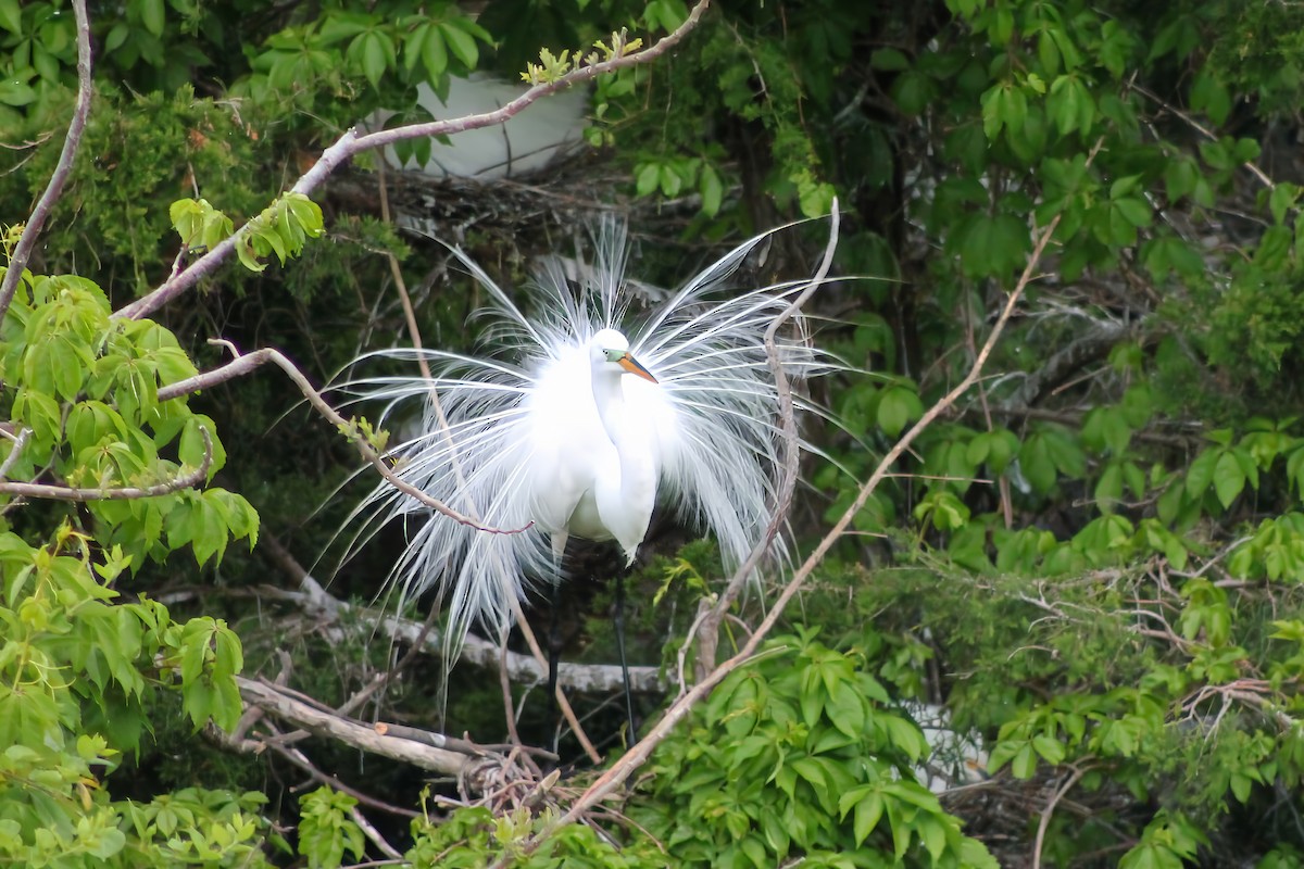 Great Egret - ML620266609