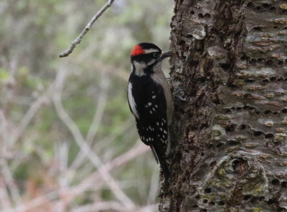 Downy Woodpecker - ML620266611