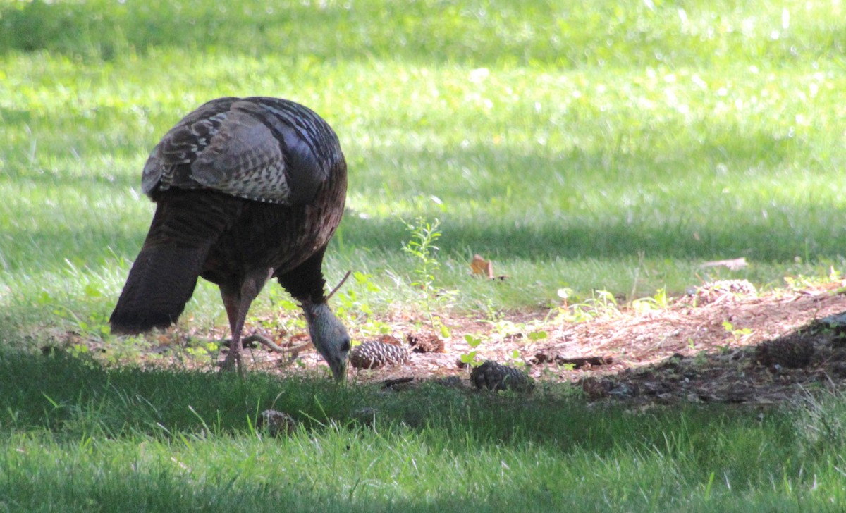 Wild Turkey - ML620266617