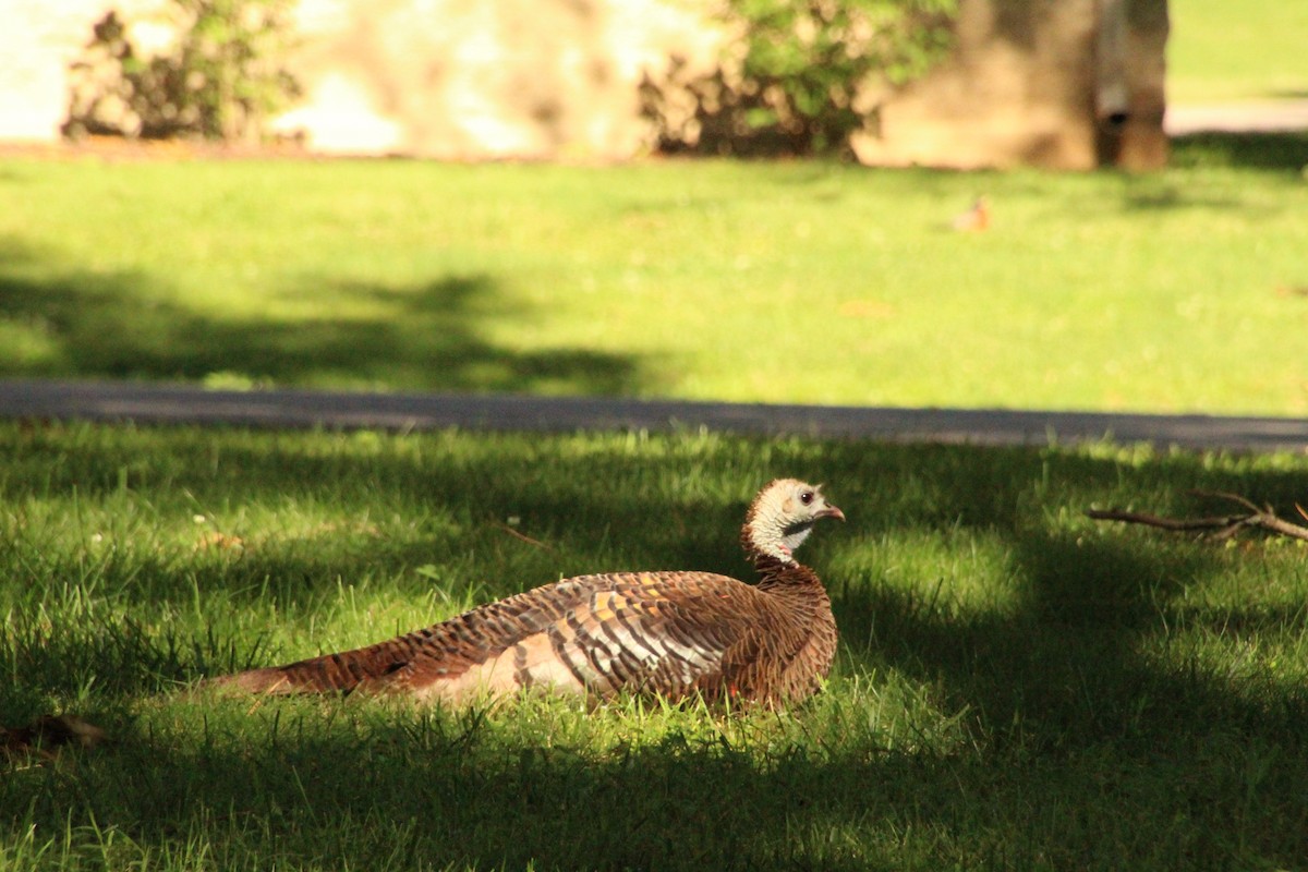 Wild Turkey - ML620266620