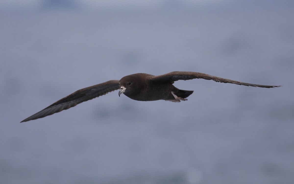 Flesh-footed Shearwater - ML620266623