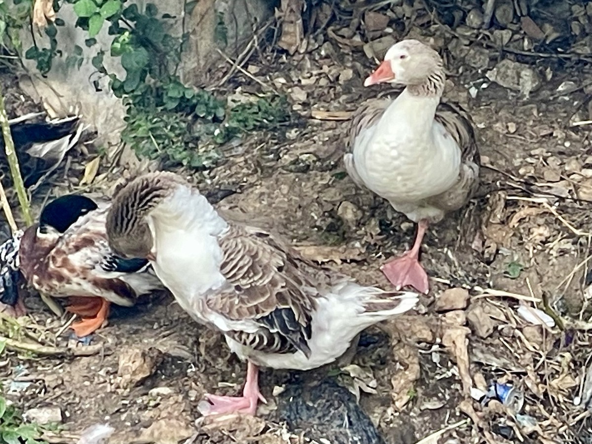 Graylag Goose (Domestic type) - ML620266632